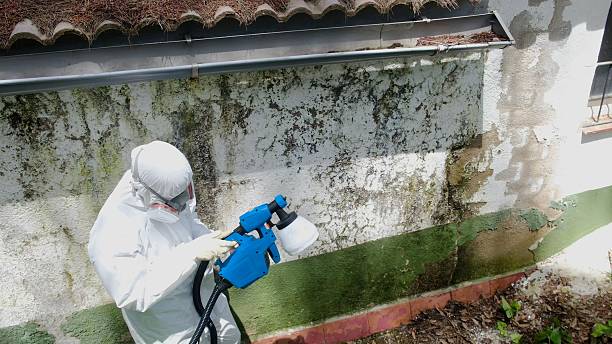 Trusted Mold Removal service in Imler, PA - Cheap Mold Removal